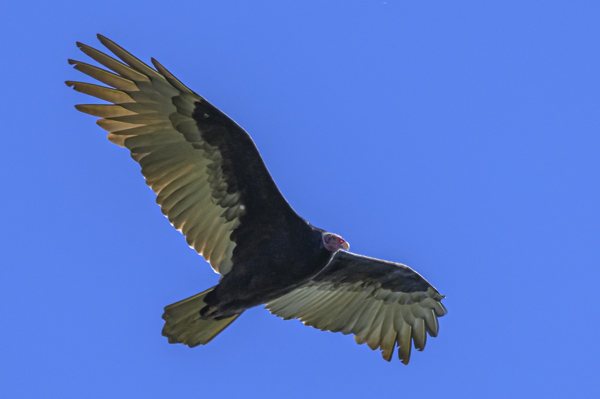 Turkey Vulture - Amed Hernández