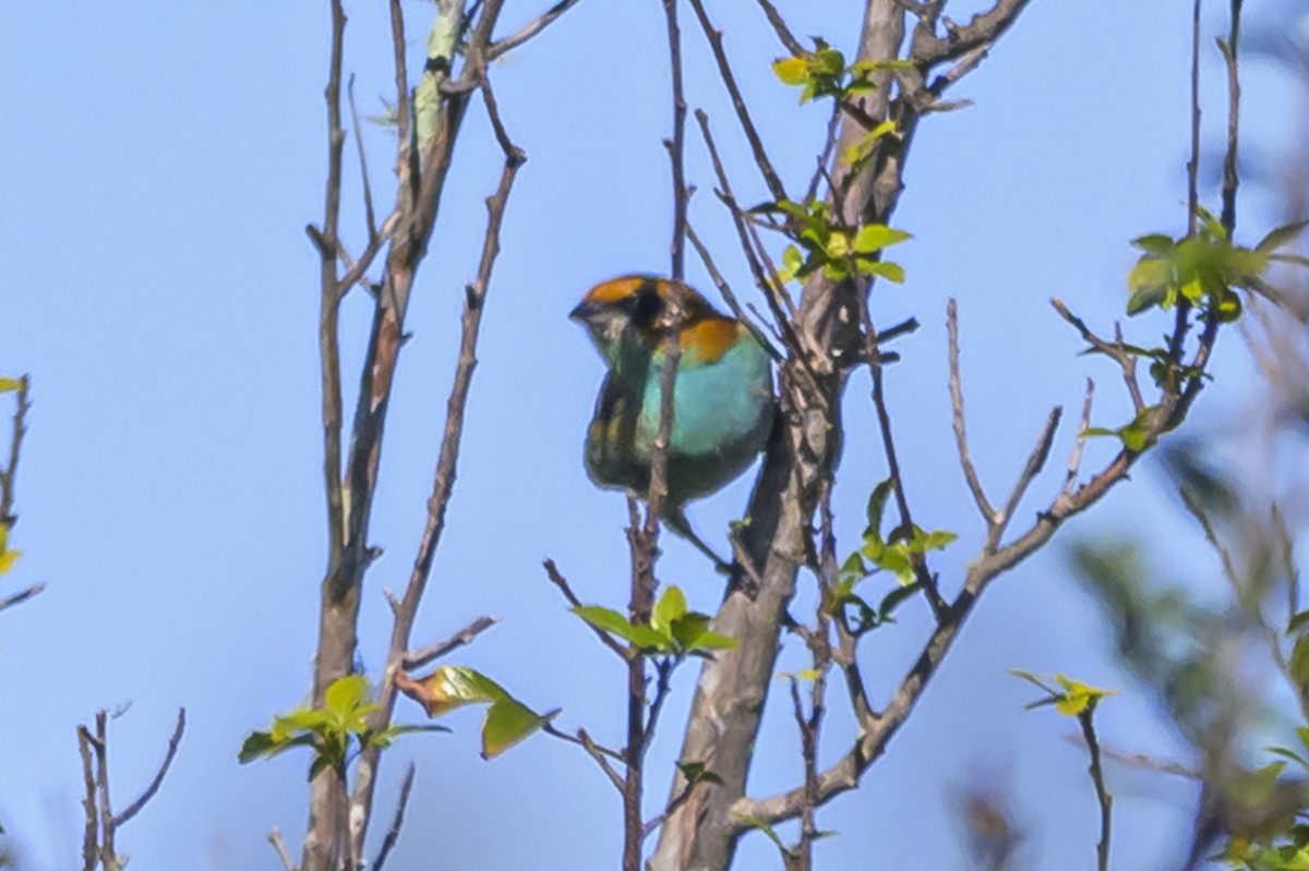 Chestnut-backed Tanager - Amed Hernández