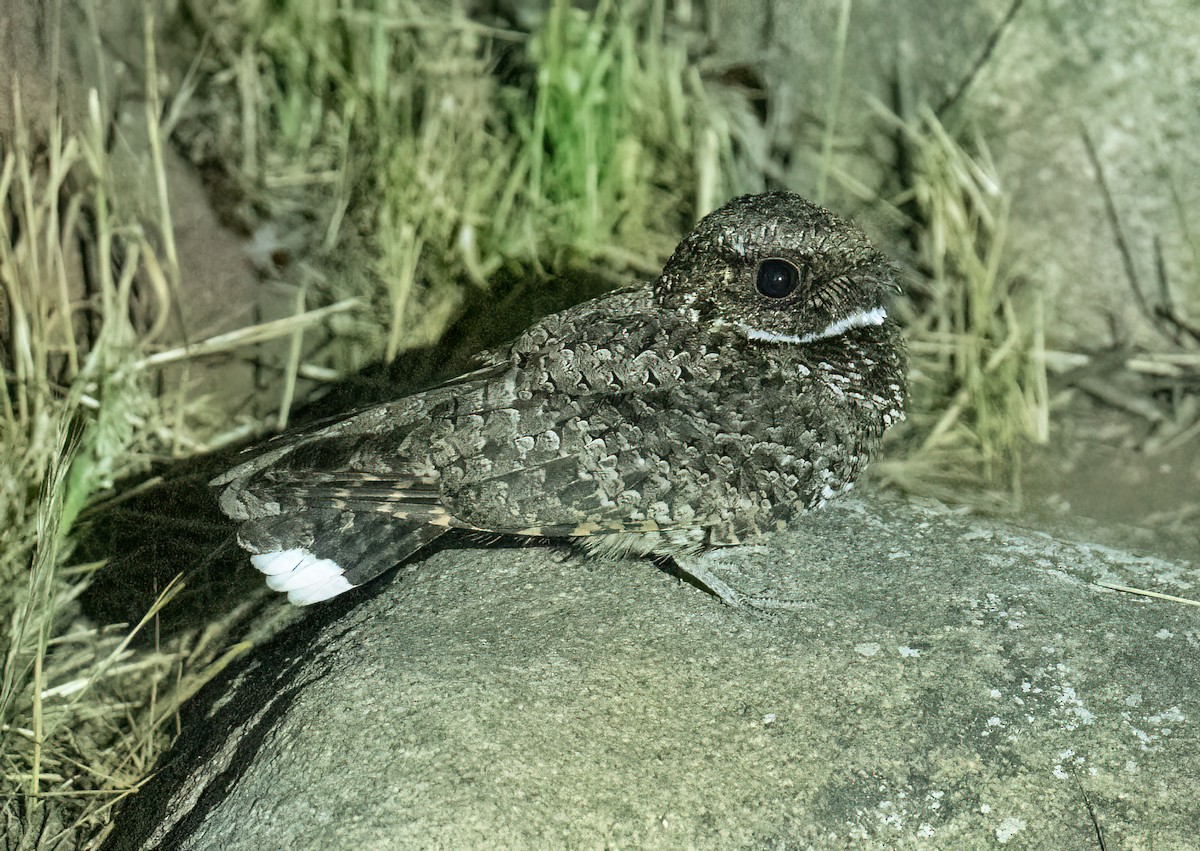 Common Poorwill - Mel Senac