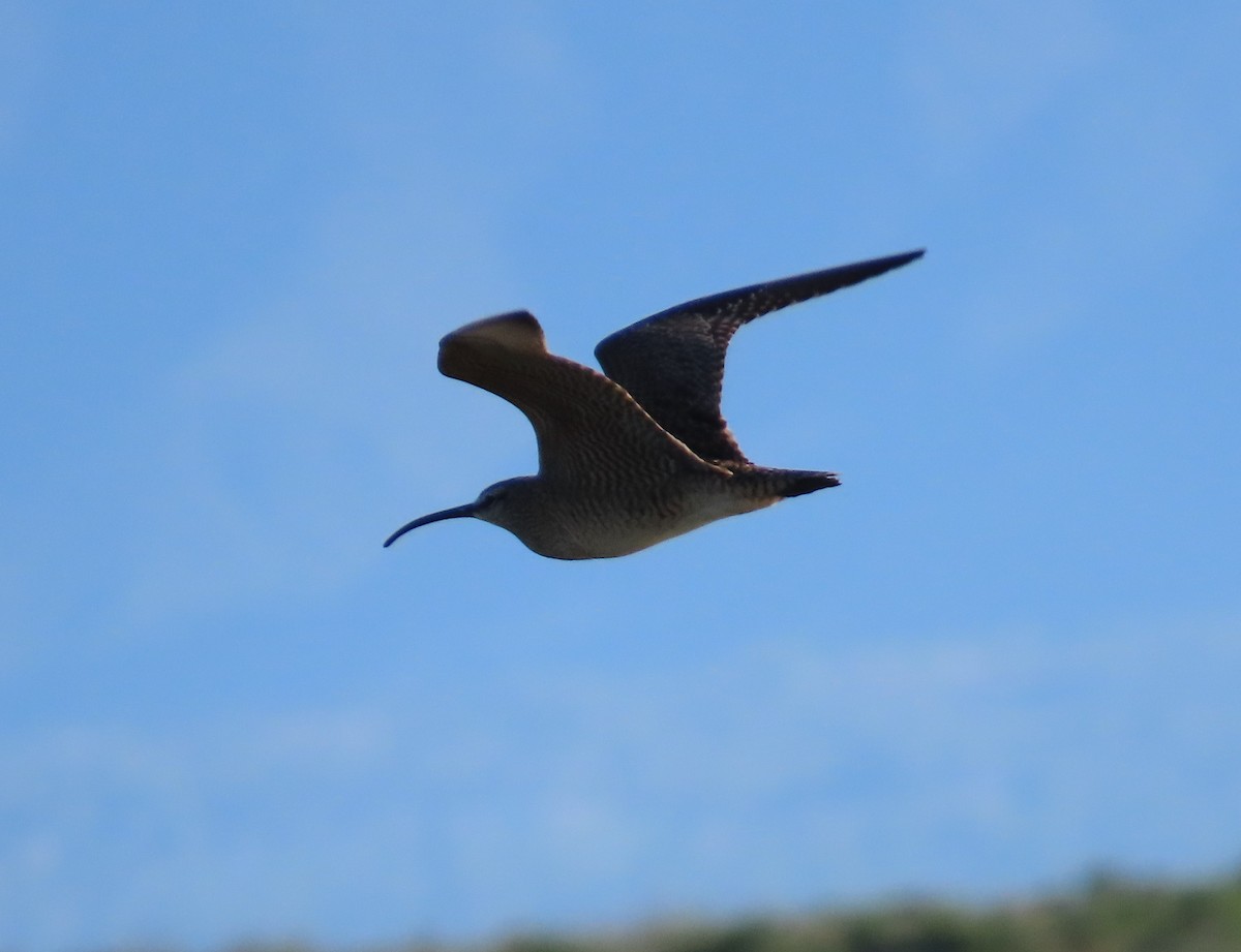 Whimbrel (Hudsonian) - Bryant Olsen