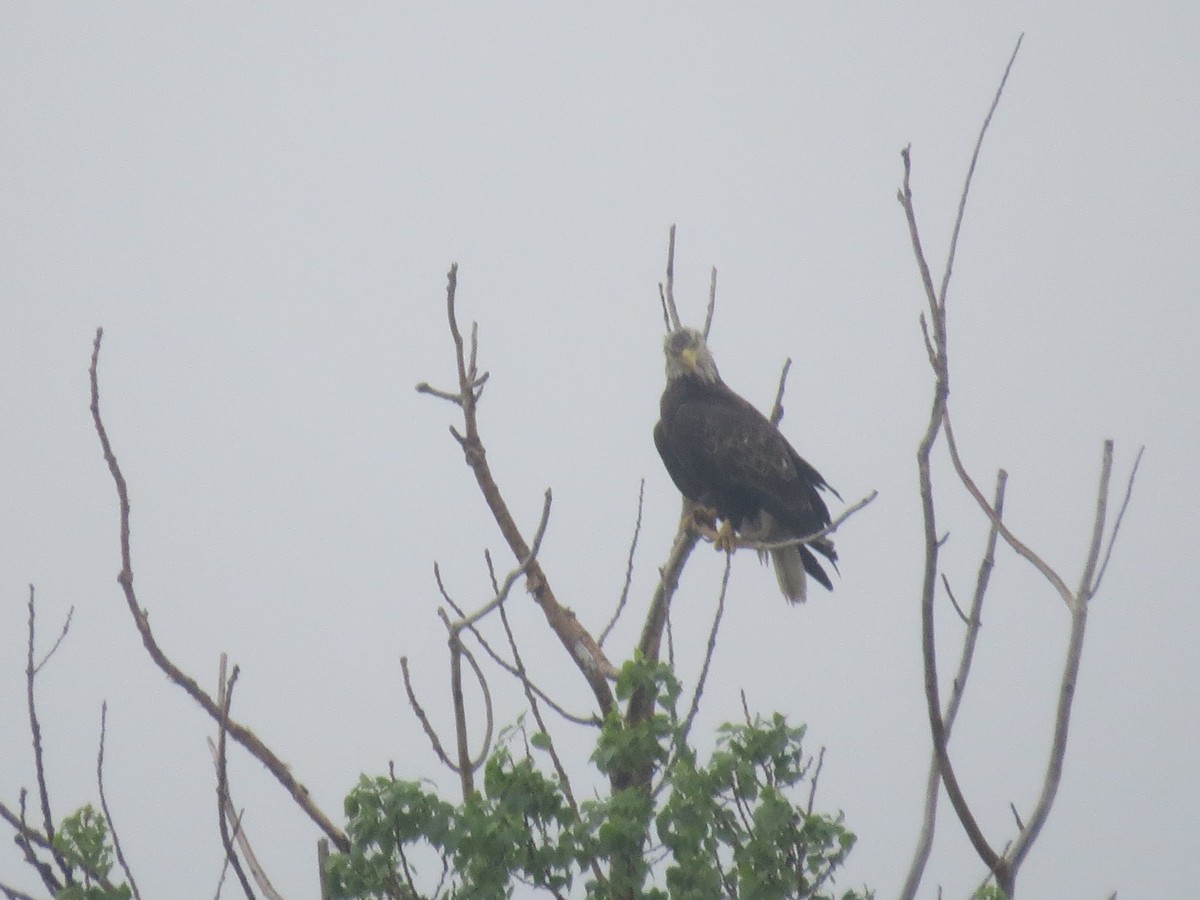 Bald Eagle - Ethan Maynard