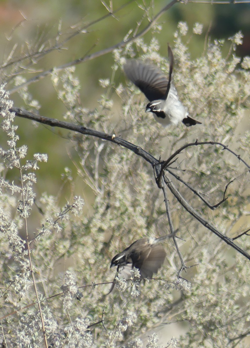 Black-throated Sparrow - barry mantell