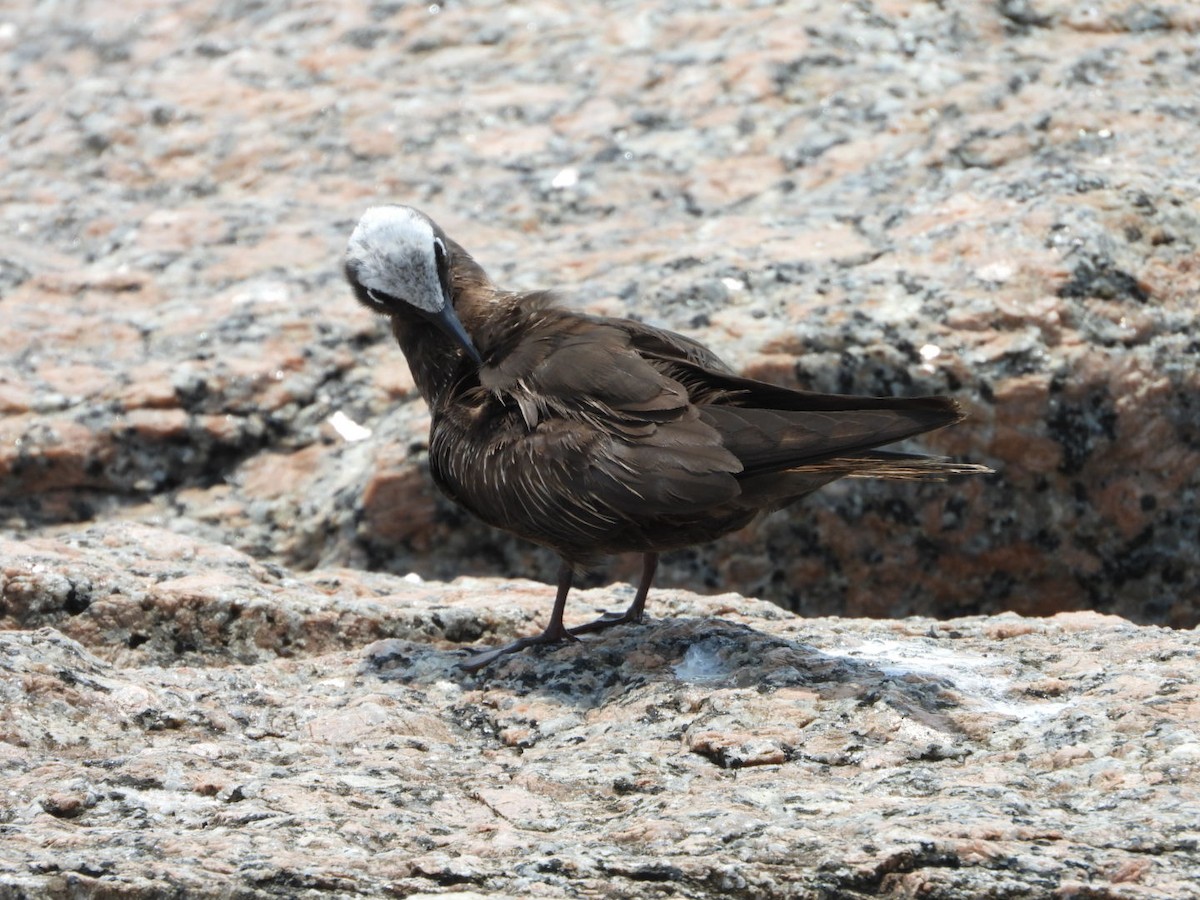 Black Noddy - Stacie Downey