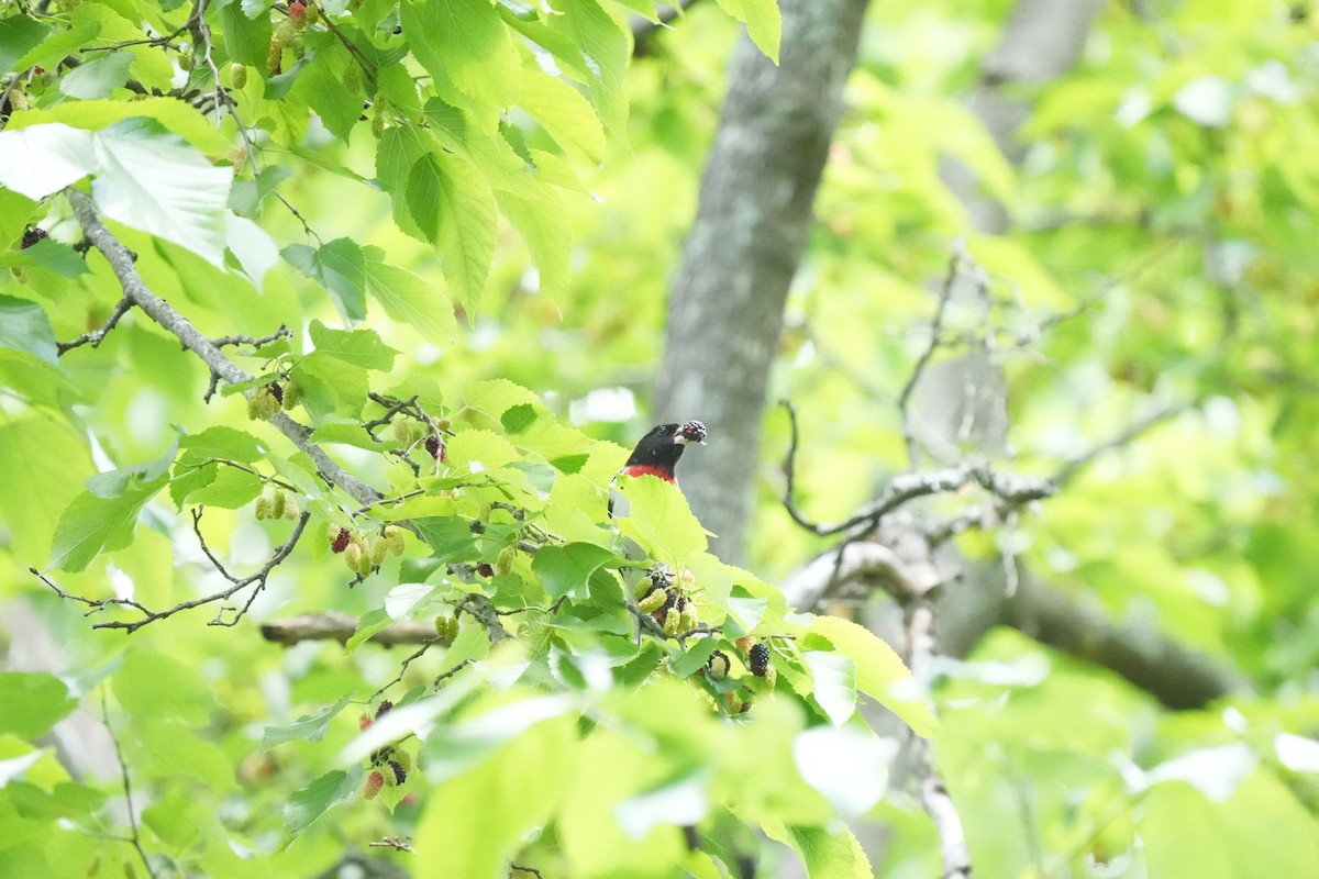 Rose-breasted Grosbeak - Todd DeVore