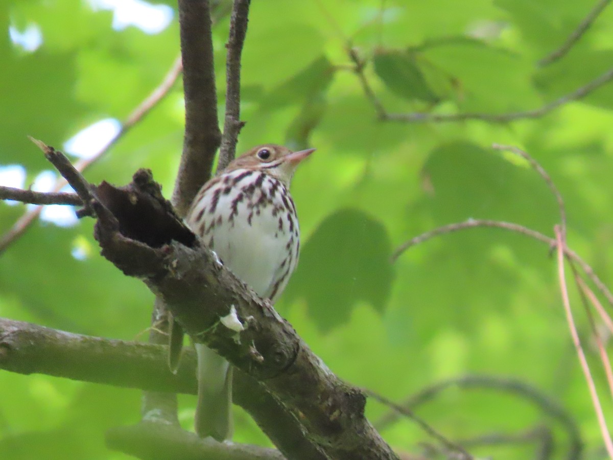 Ovenbird - Suzanne Roberts