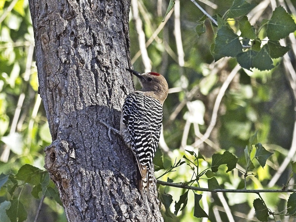 Gila Woodpecker - Daniel Richards