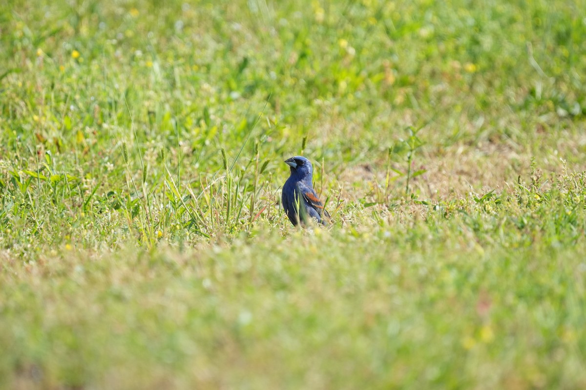 Blue Grosbeak - Todd DeVore