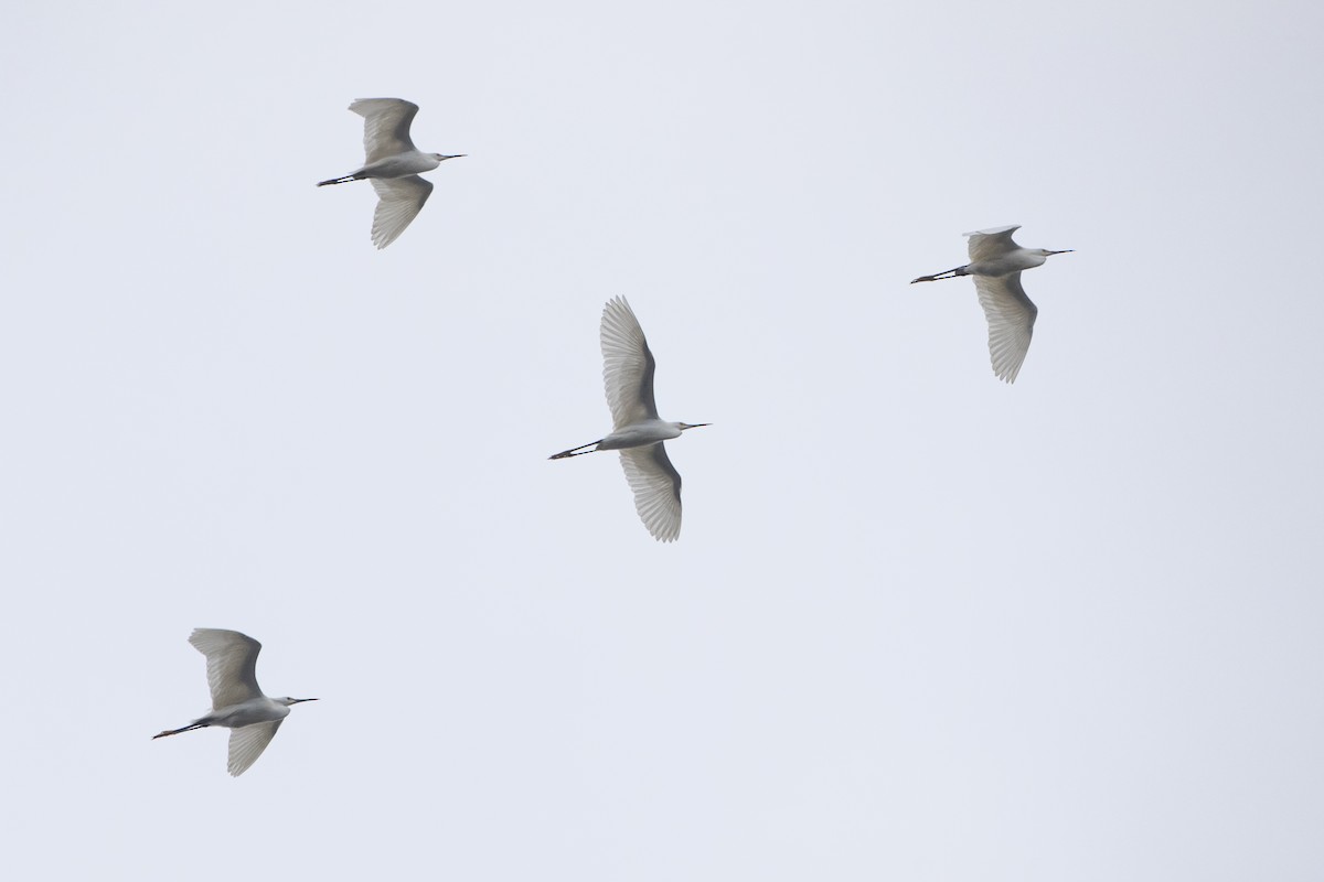 Snowy Egret - ML618227582