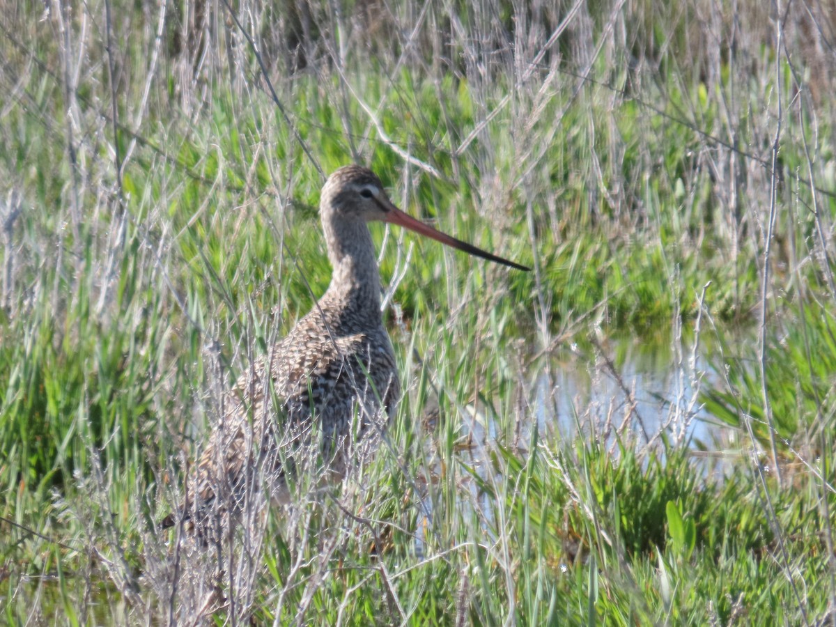 Marbled Godwit - ML618227588