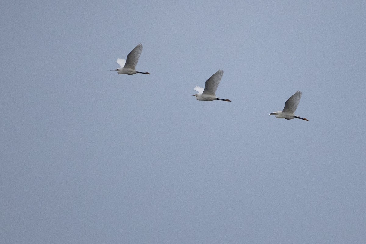 Snowy Egret - ML618227592