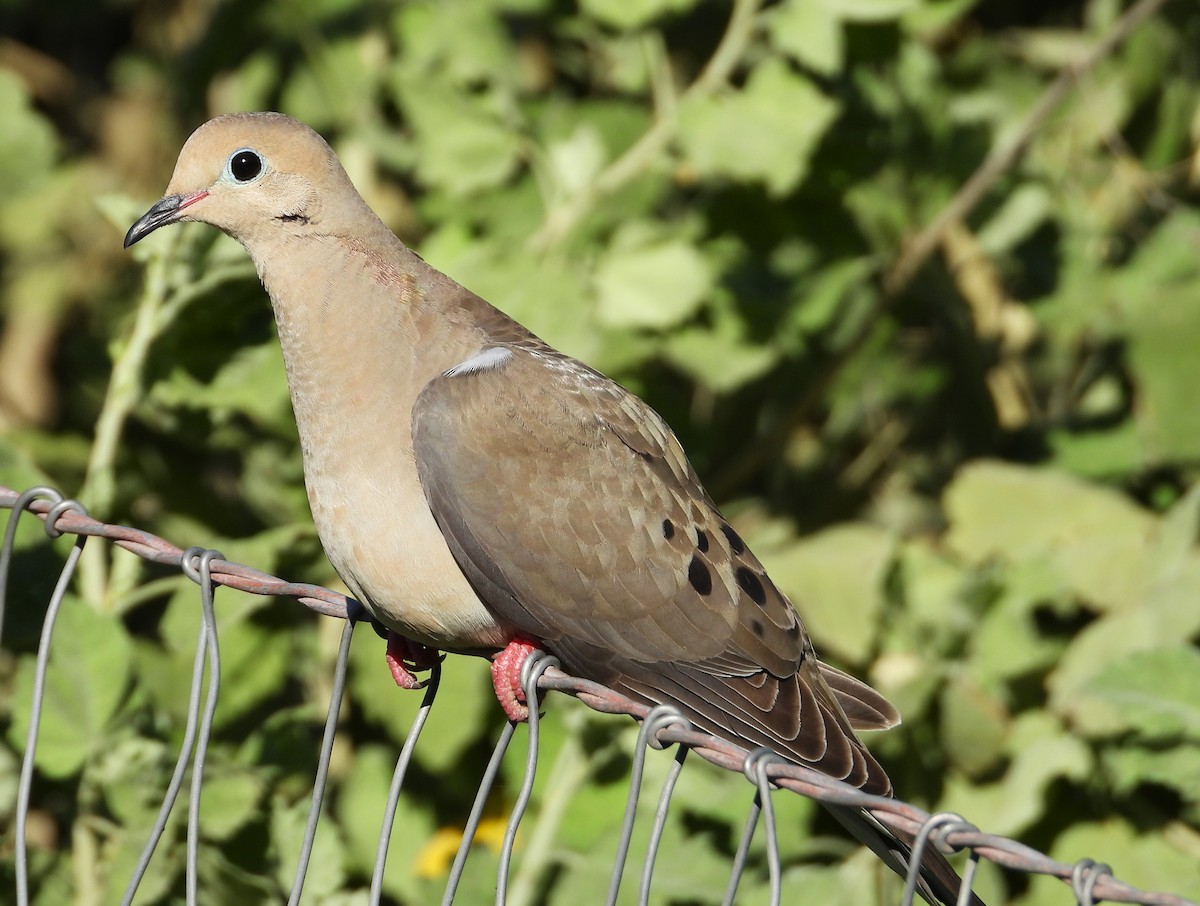 Mourning Dove - Douglas Long