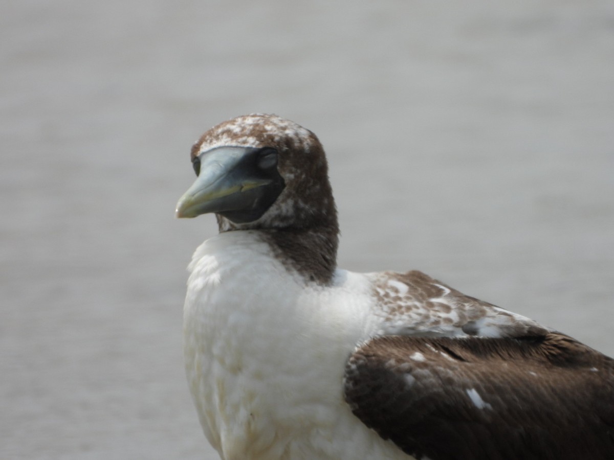 Masked Booby - Stacie Downey