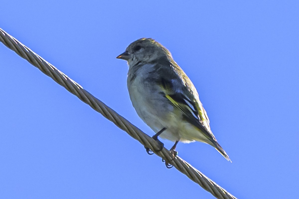 Hooded Siskin - Amed Hernández