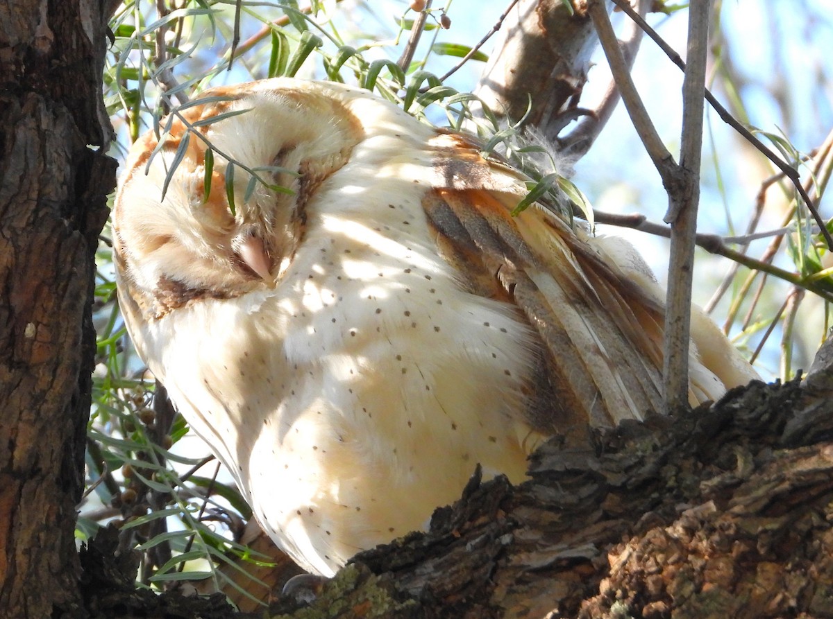 Barn Owl - Douglas Long