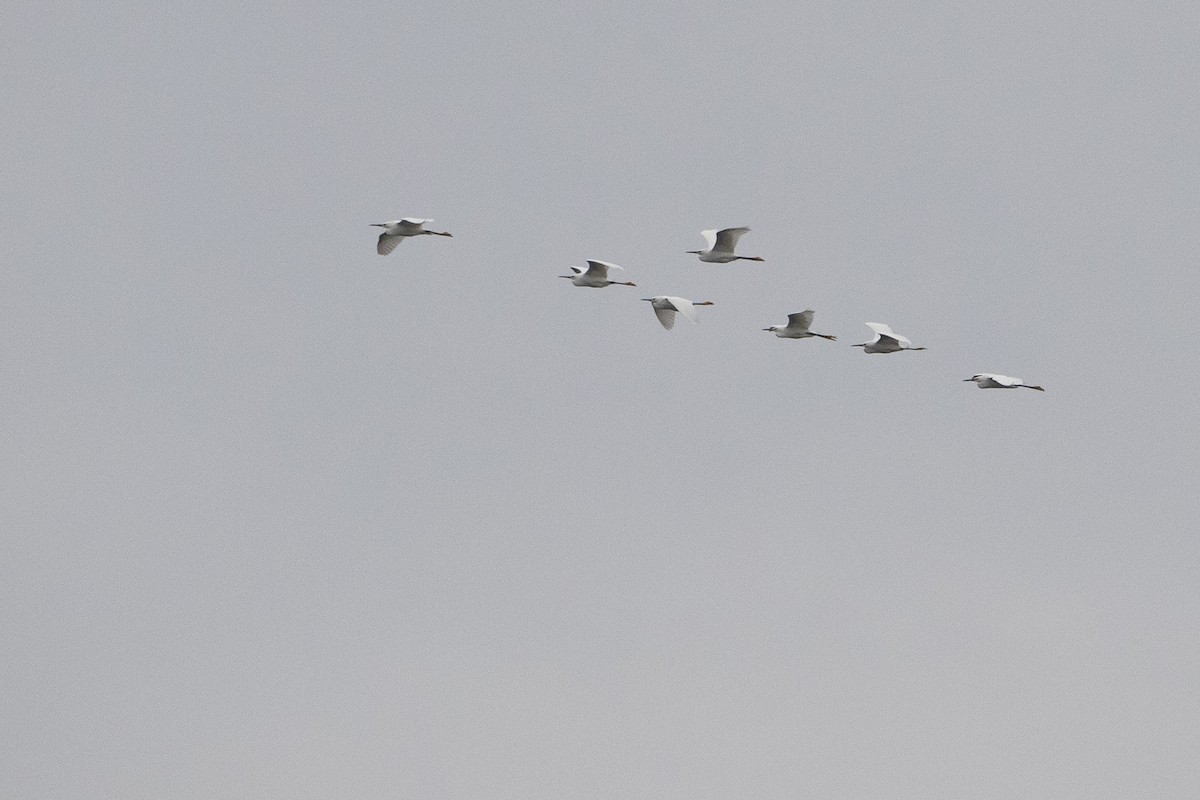 Snowy Egret - ML618227638