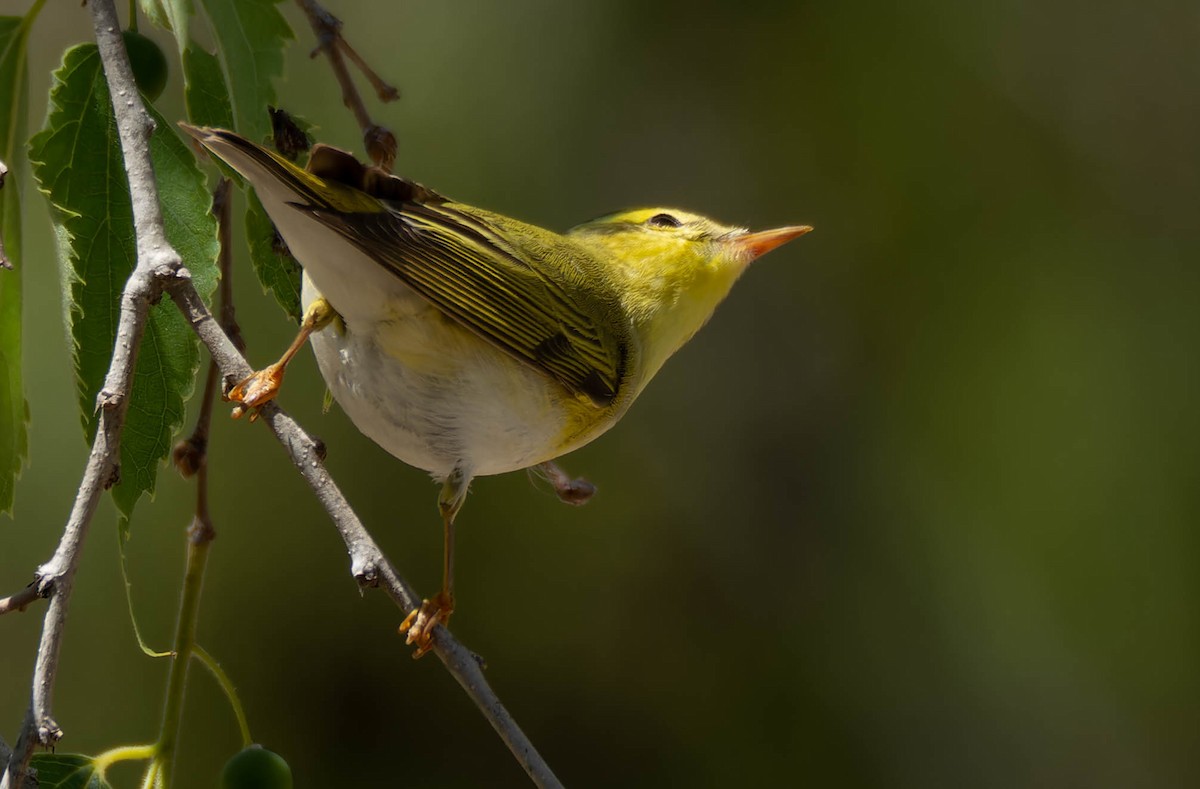 Wood Warbler - Luis Albero