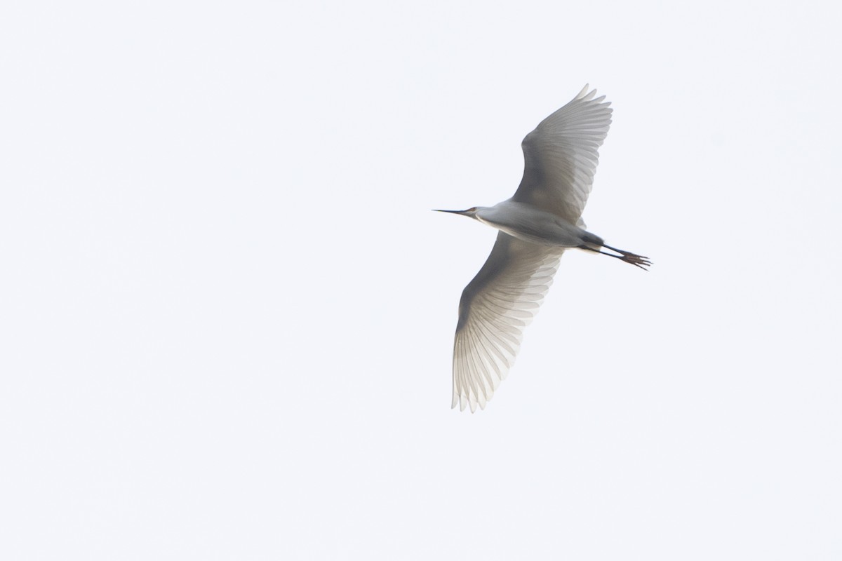 Snowy Egret - Davey Walters