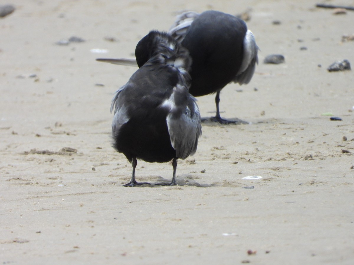 Black Tern - Stacie Downey