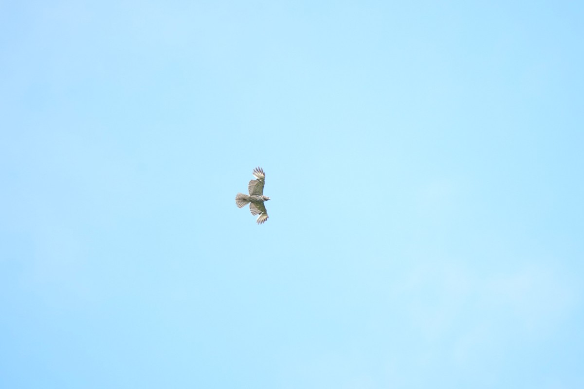 Red-shouldered Hawk - Todd DeVore