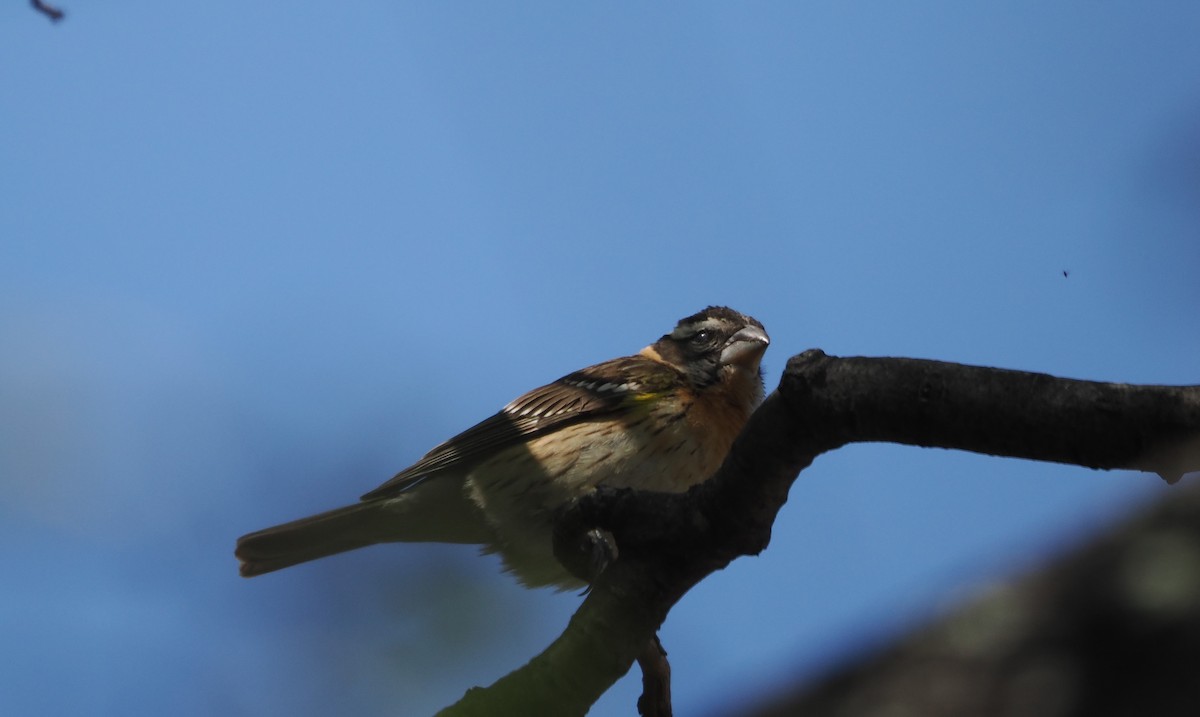 Cardinal à tête noire - ML618227669