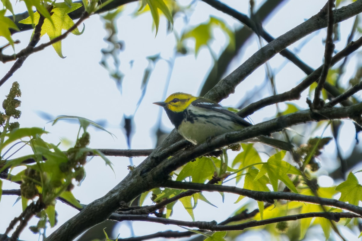 Black-throated Green Warbler - Eric Stone