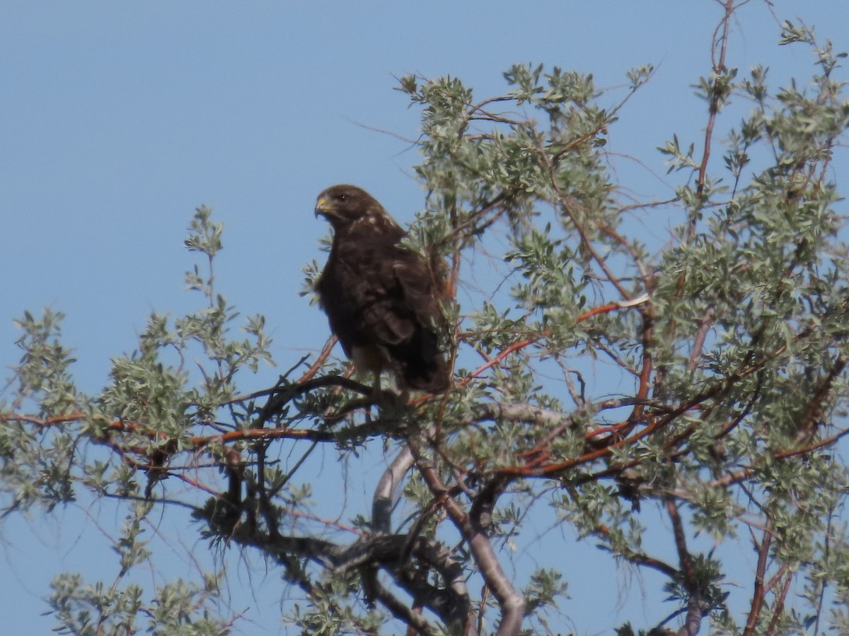 Swainson's Hawk - ML618227674