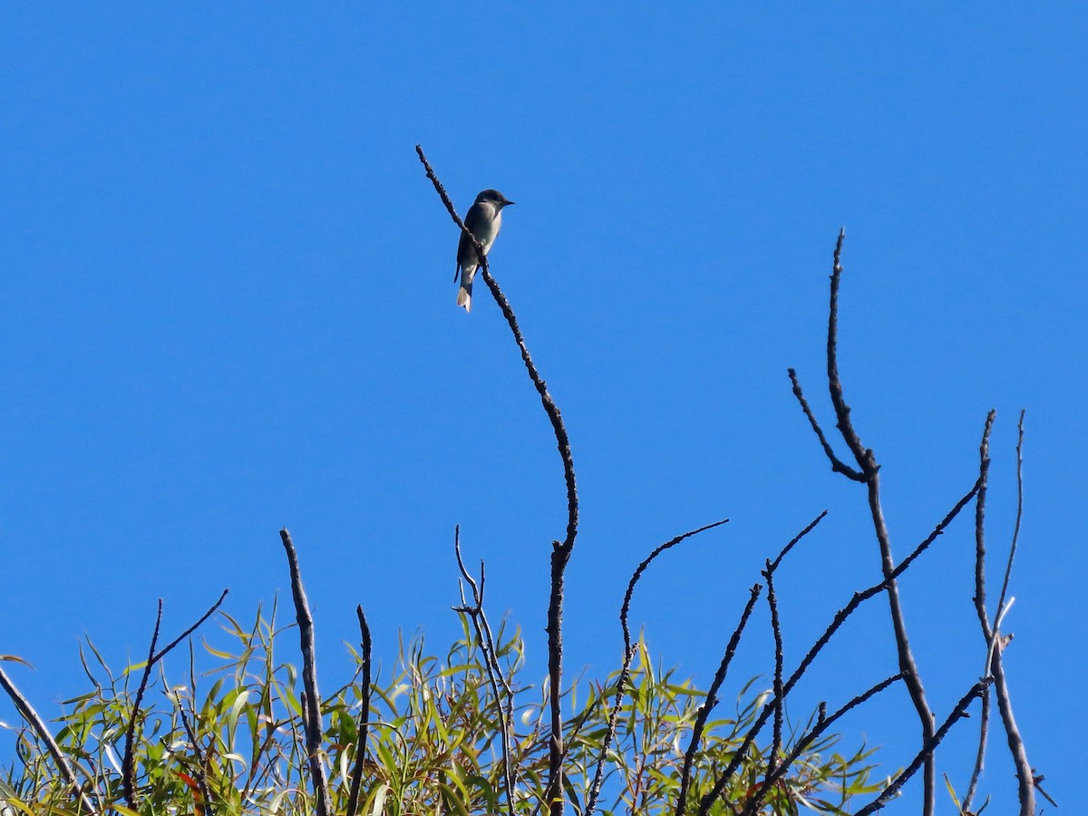 Western Wood-Pewee - Anonymous