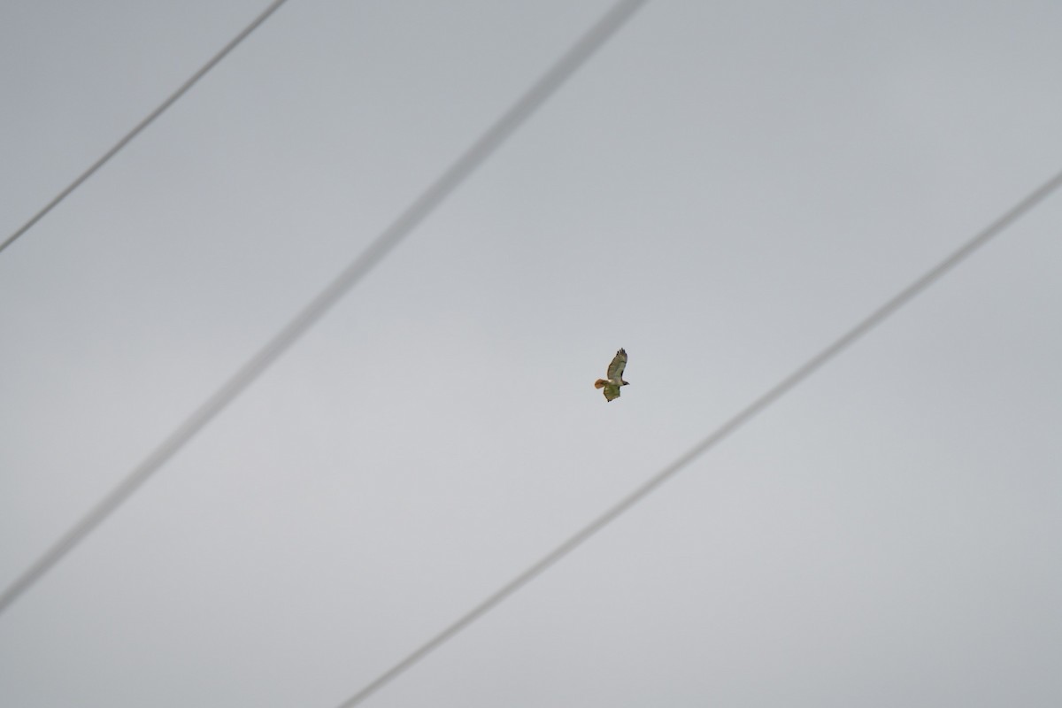 Red-tailed Hawk - Todd DeVore