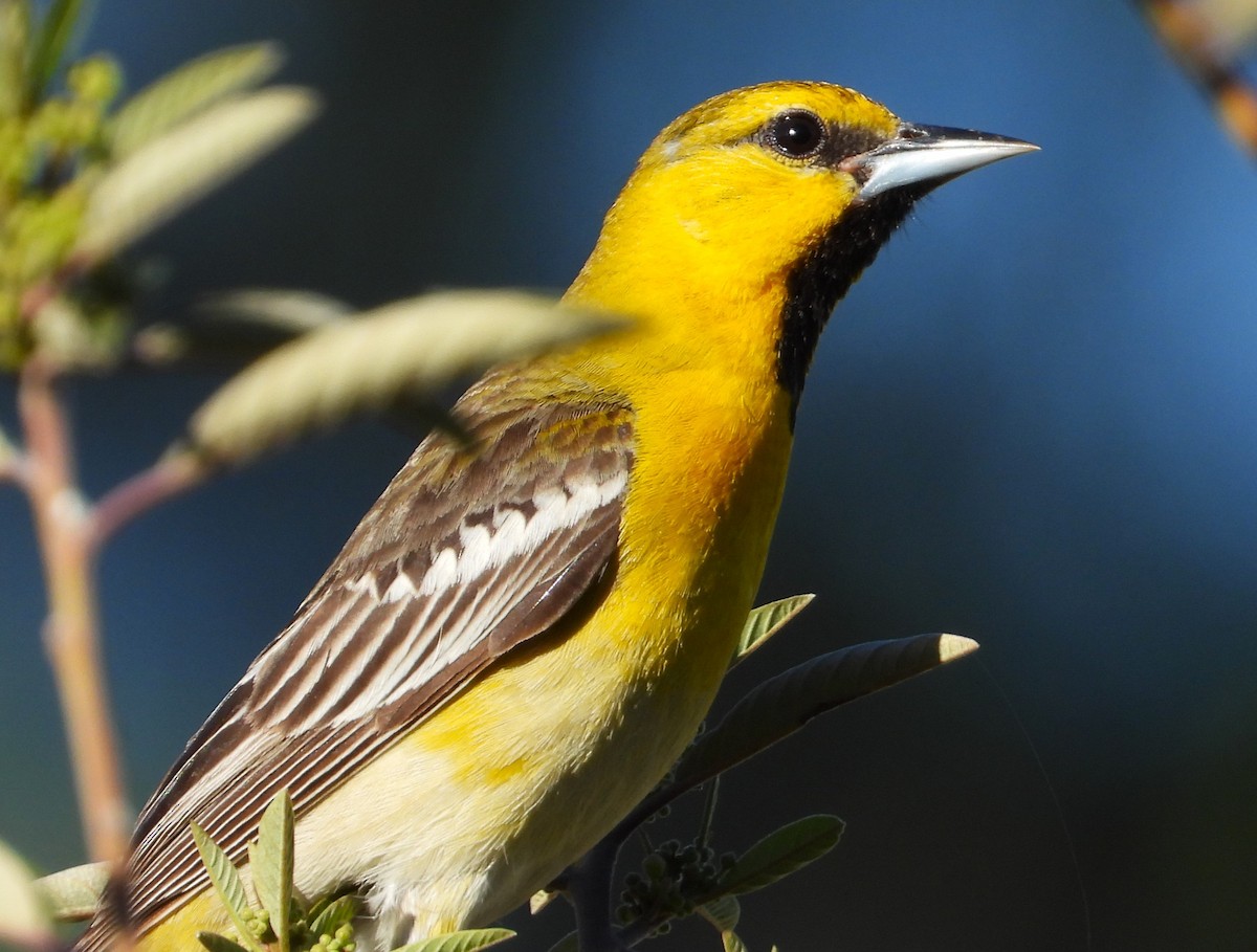 Bullock's Oriole - Douglas Long