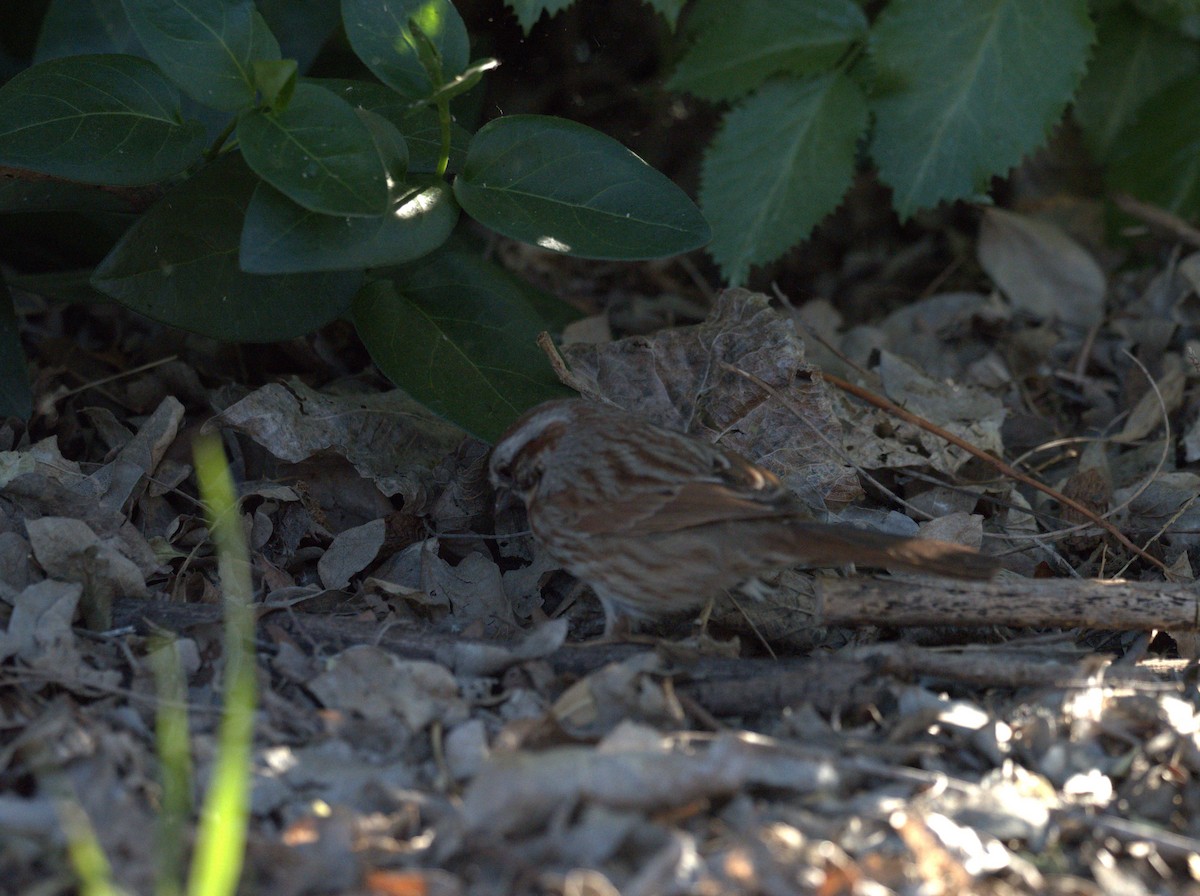 Song Sparrow - ML618227707