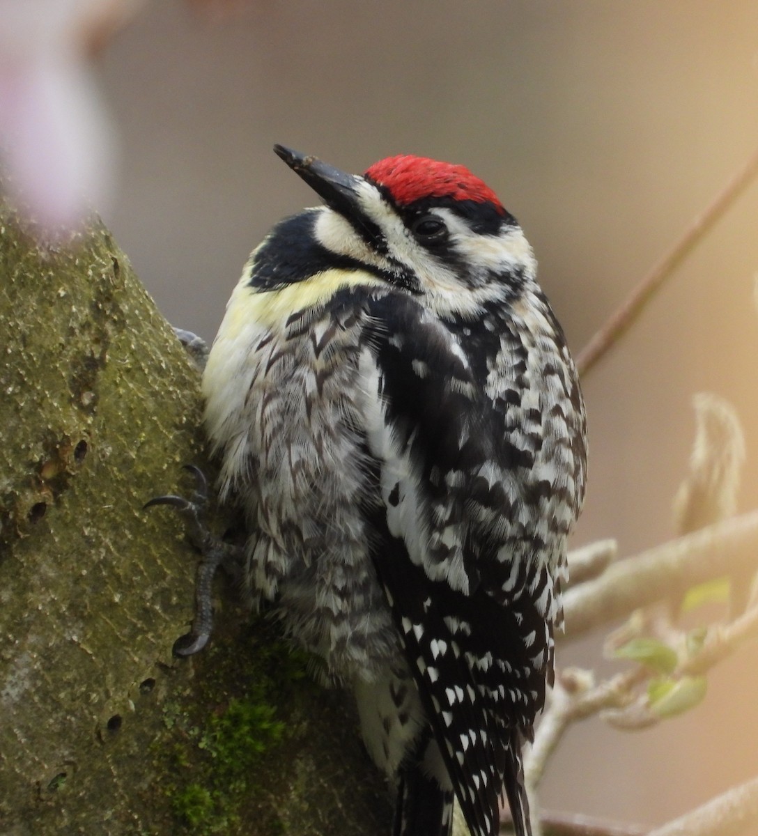 Yellow-bellied Sapsucker - ML618227712