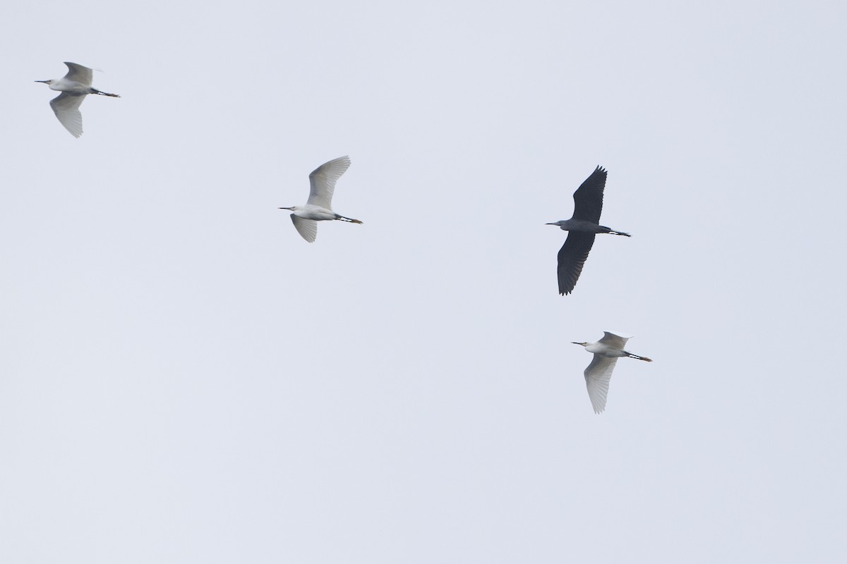 Little Blue Heron - Davey Walters