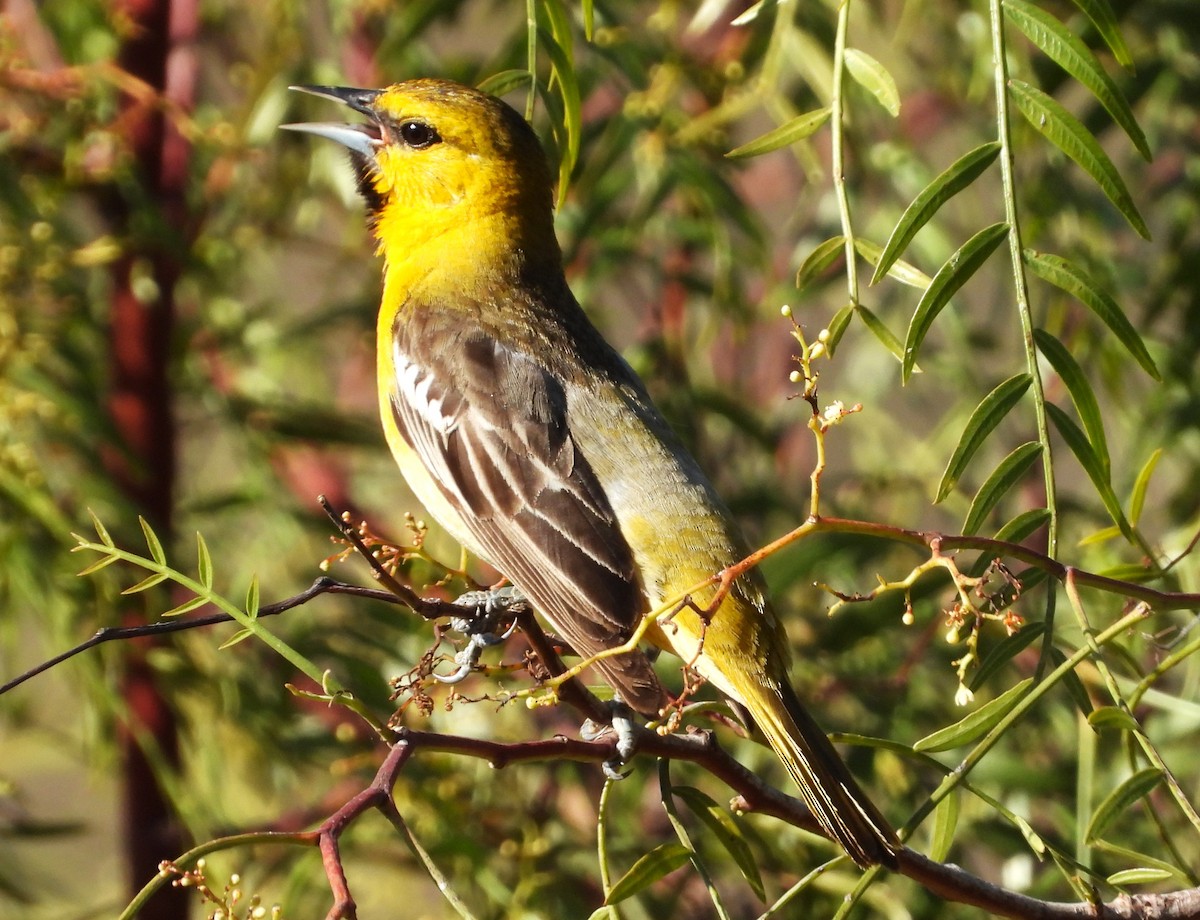 Bullock's Oriole - Douglas Long