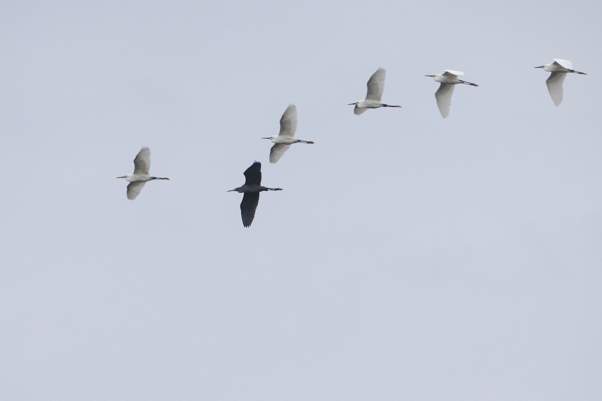 Little Blue Heron - Davey Walters