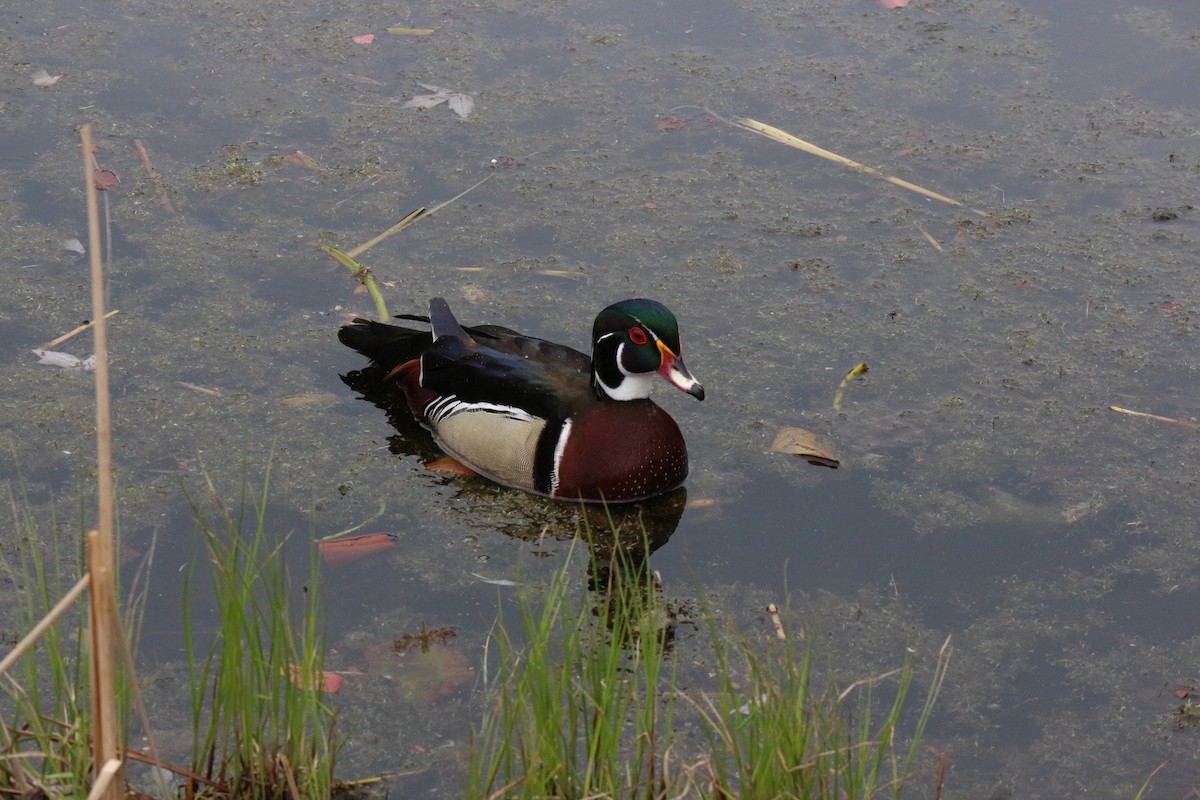 Wood Duck - ML618227756