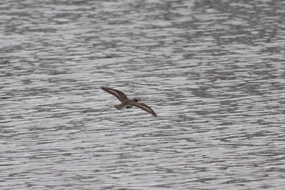 Spotted Sandpiper - ML618227770