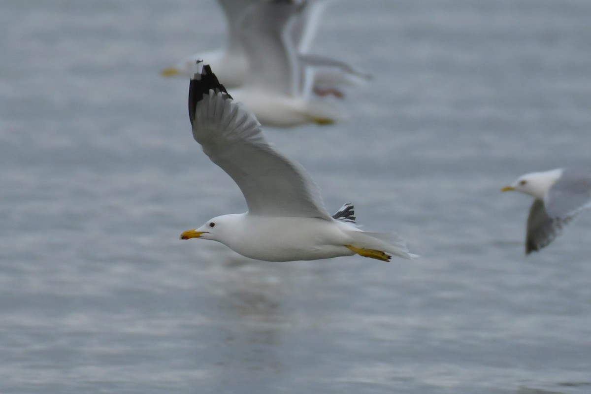 Gaviota Californiana - ML618227775