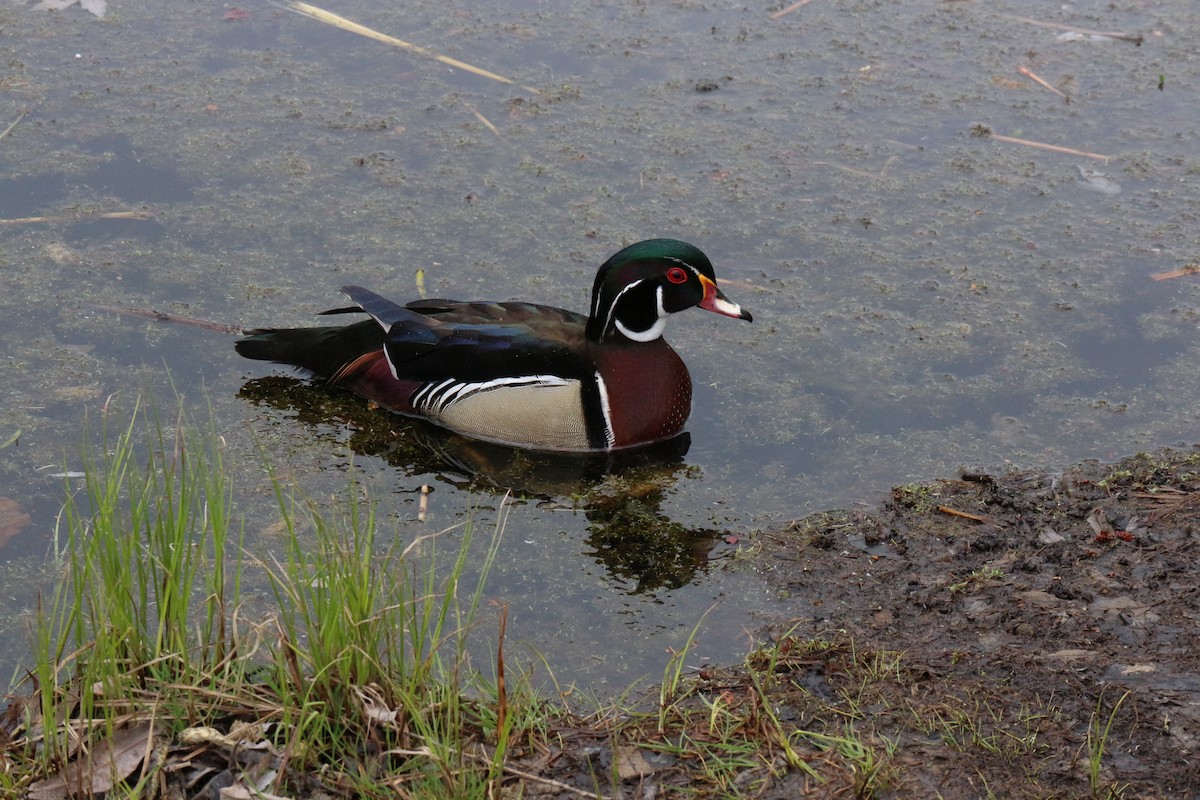 Wood Duck - ML618227782