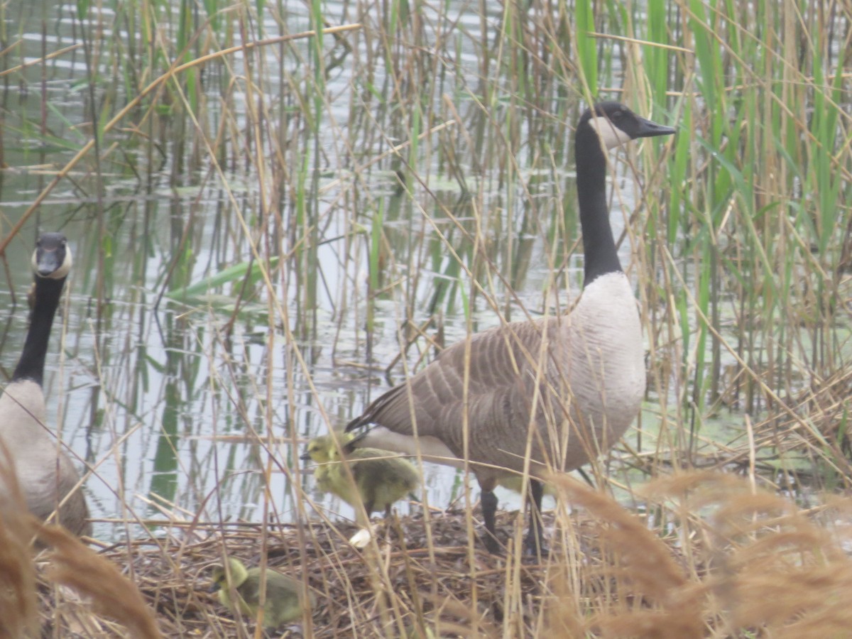 Canada Goose - Ethan Maynard