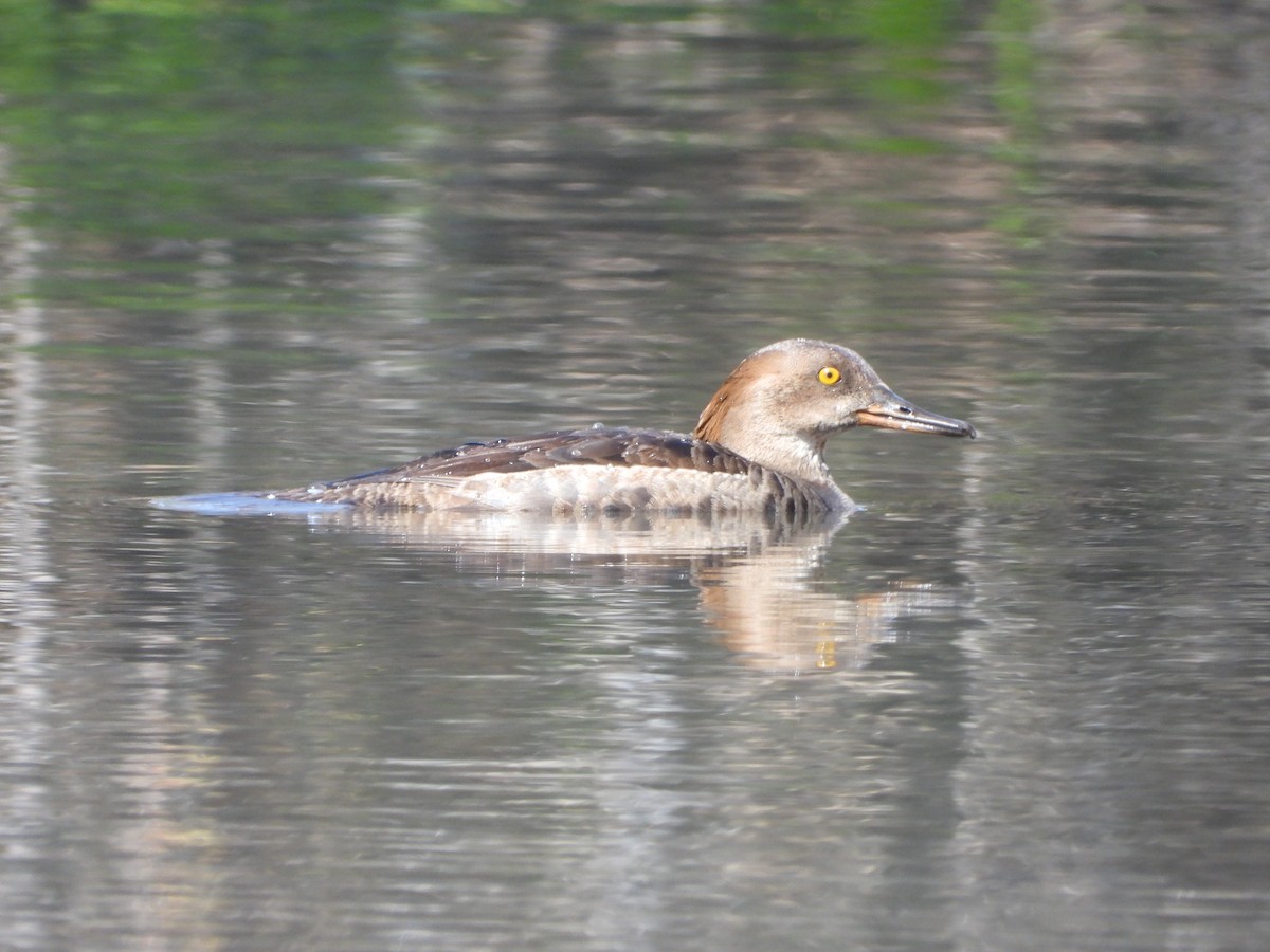 Hooded Merganser - Serge Benoit