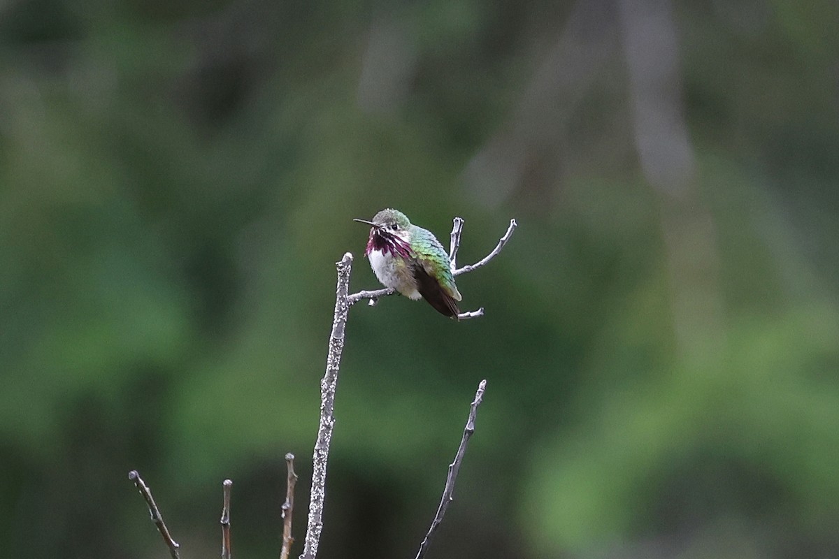 Calliope Hummingbird - Paul Prappas