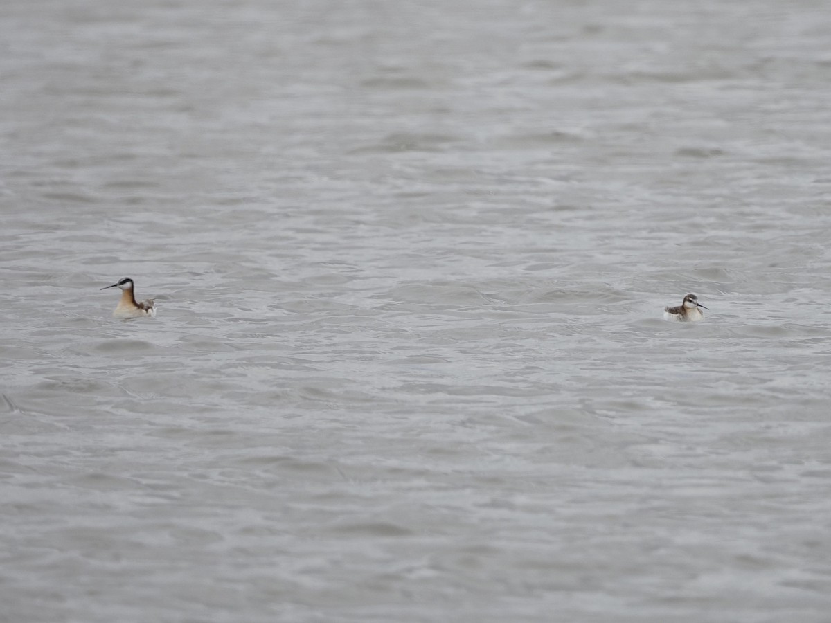 Wilson's Phalarope - Mark Storey