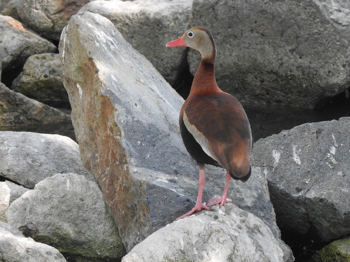 Black-bellied Whistling-Duck - ML618227817