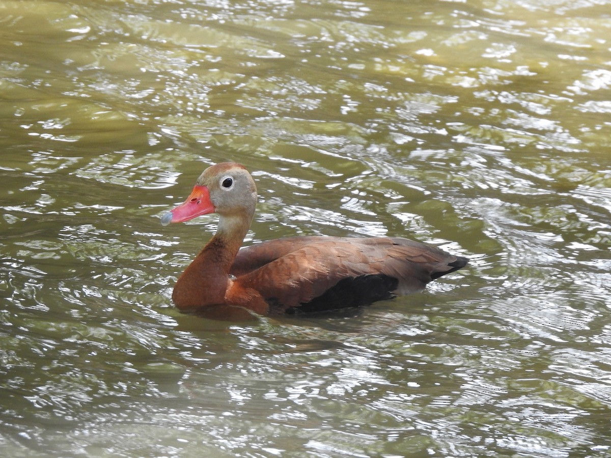 Dendrocygne à ventre noir - ML618227820