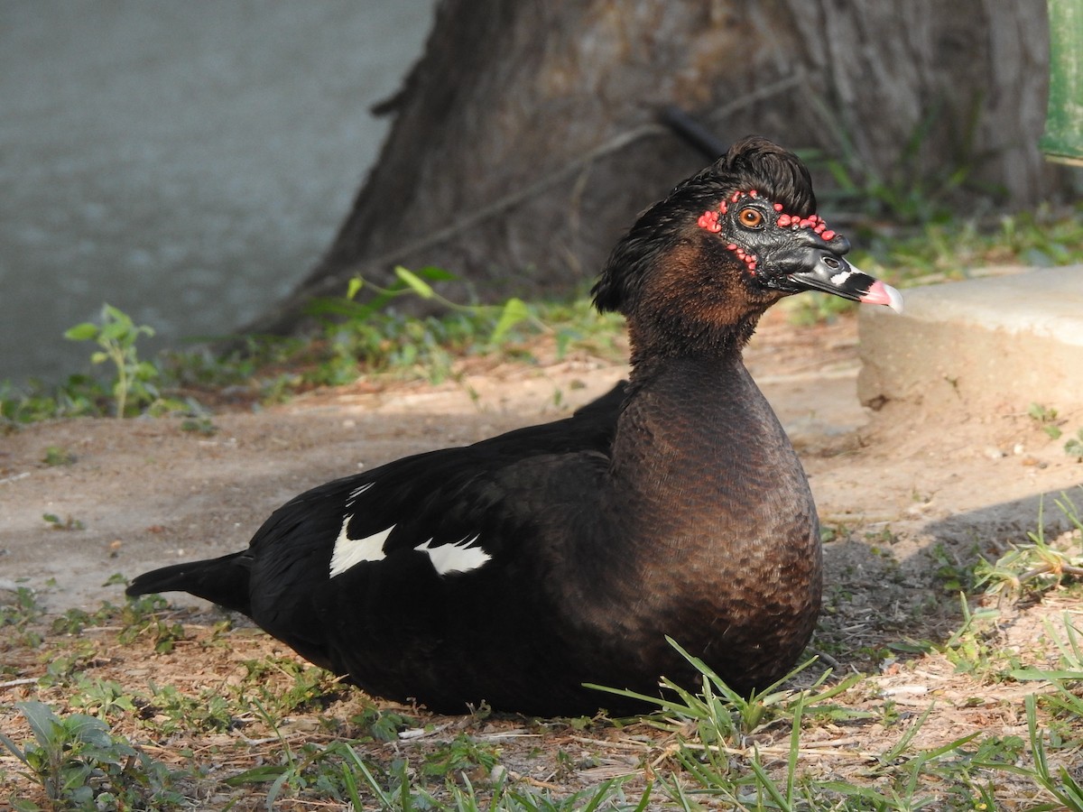 Muscovy Duck (Domestic type) - T B