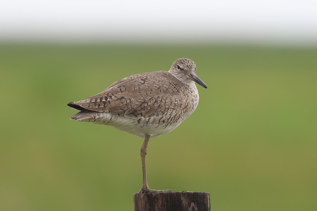 Willet - ML618227841