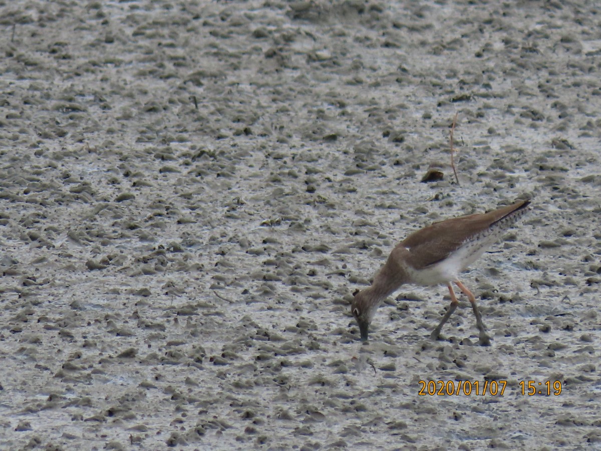 Common Redshank - ML618227848