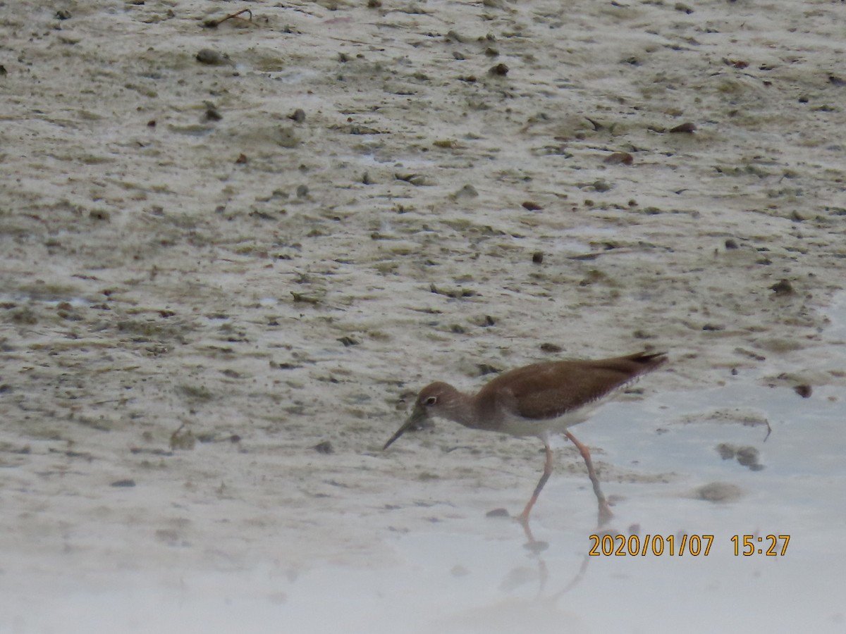 Common Redshank - ML618227849