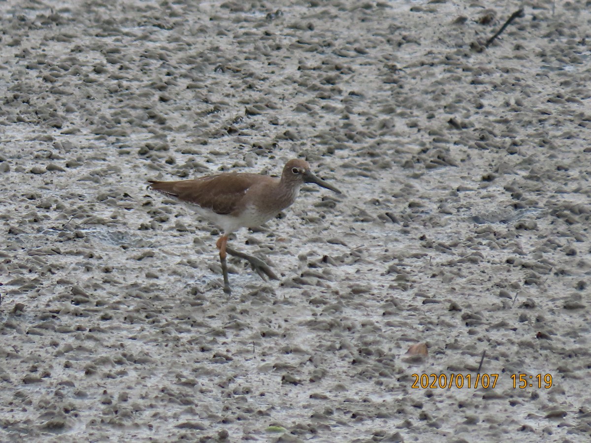 Common Redshank - ML618227853