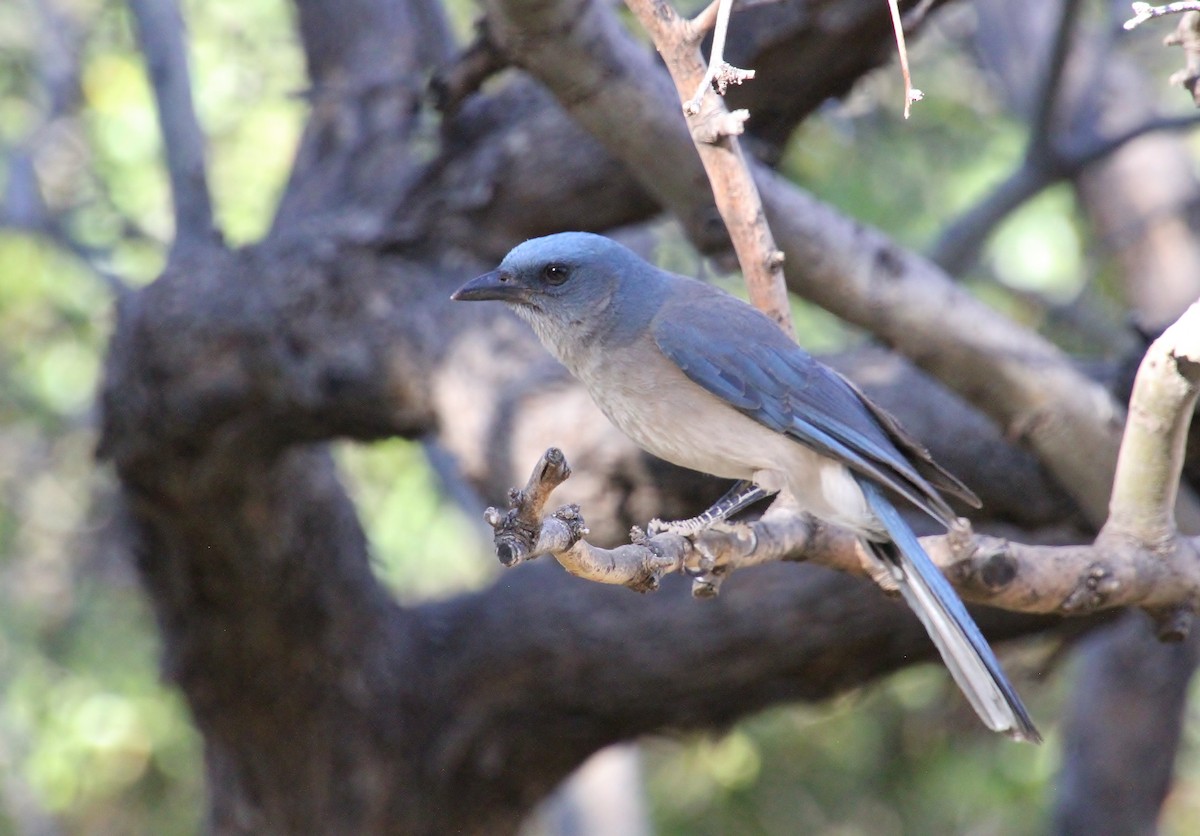 Mexican Jay (Arizona) - Jared Peck